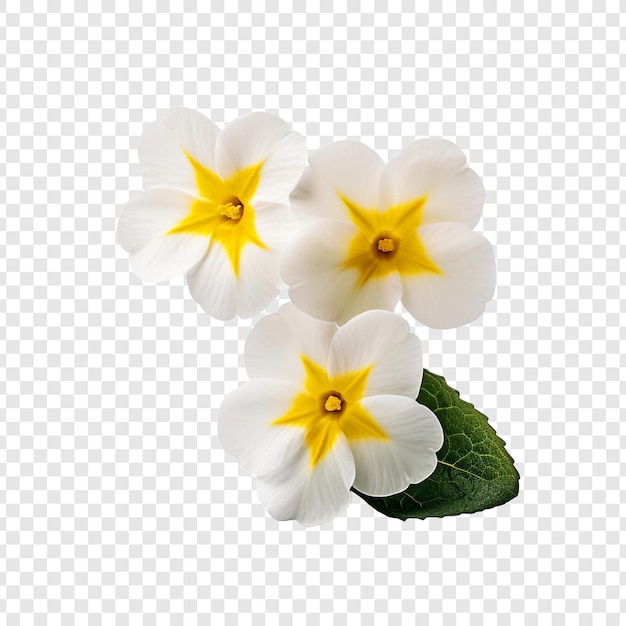 PSD la flor de la prímula png aislada sobre un fondo transparente