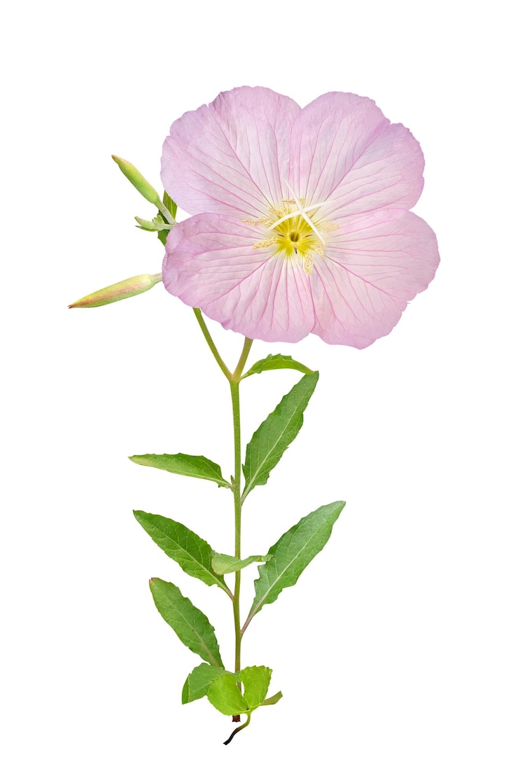 PSD la flor de la prímula rosada florece sobre un fondo blanco