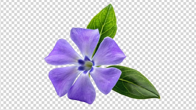 PSD la flor púrpura aislada sobre un fondo transparente