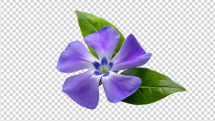 PSD la flor púrpura aislada sobre un fondo transparente