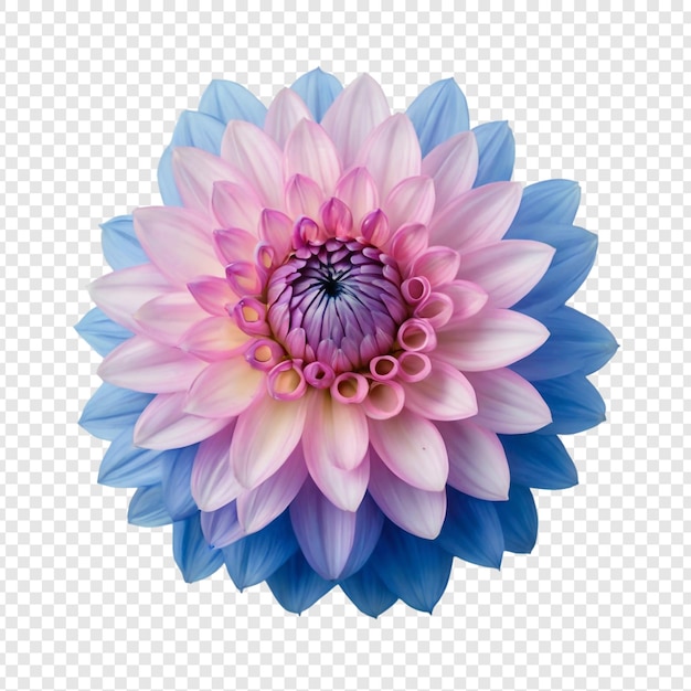 PSD una flor que es púrpura y azul