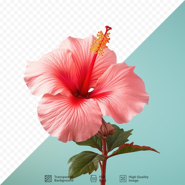 Una flor que es rosa y tiene la palabra hibisco en ella.