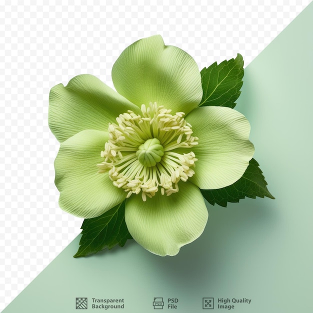 PSD una flor que lleva el nombre de la empresa de la planta.