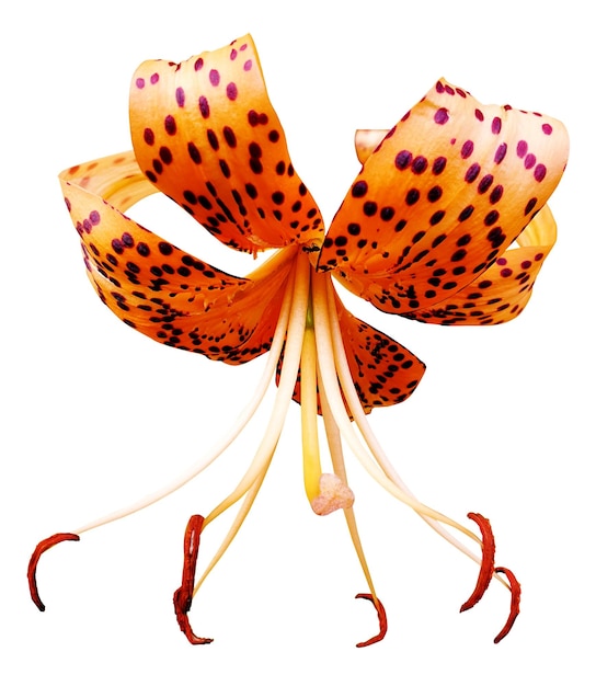 una flor que tiene la palabra lirio tigre en ella