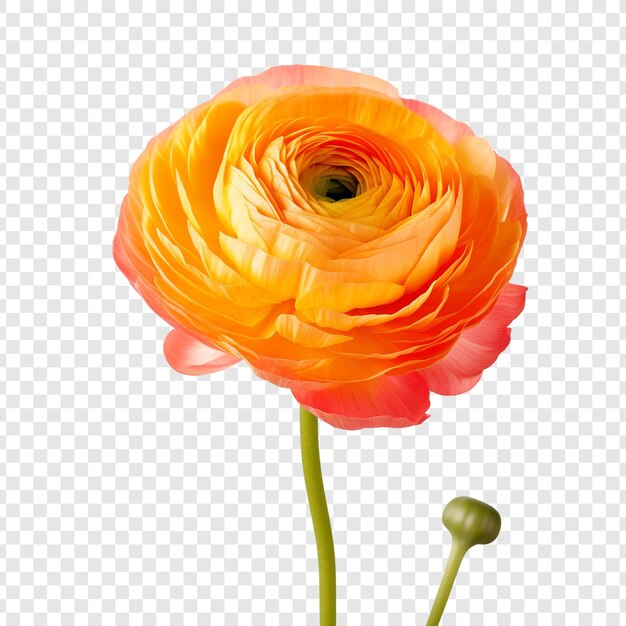 PSD flor de ranunculus aislada sobre fondo transparente