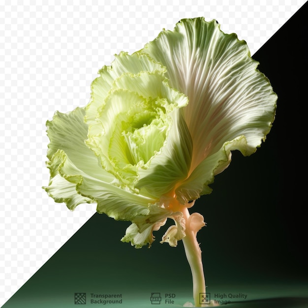 PSD flor de repollo iluminada en segundo plano sobre un fondo transparente