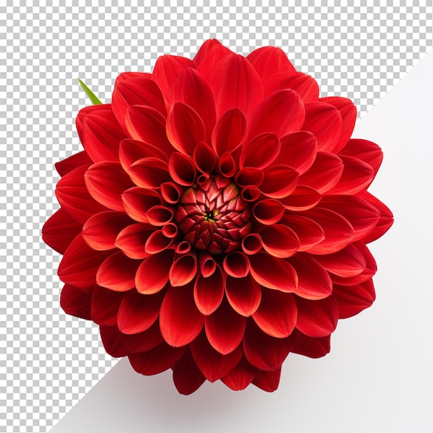 PSD flor roja aislada sobre un fondo transparente