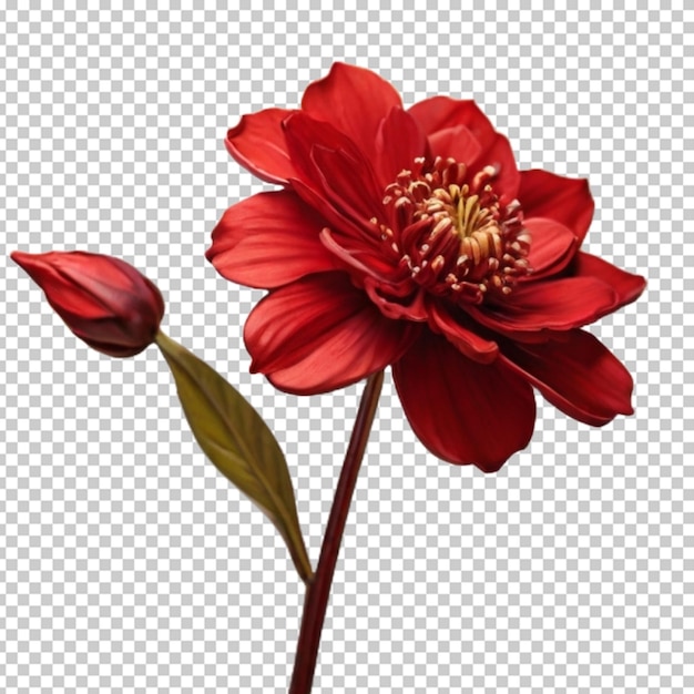 La flor roja png psd.