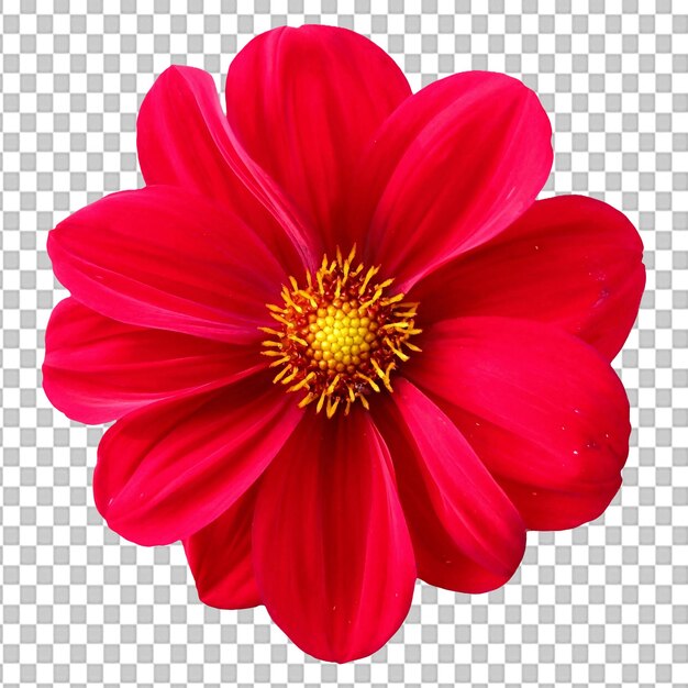 PSD la flor roja de psd aislada en un fondo transparente png