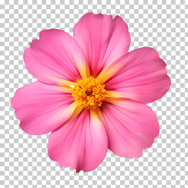 PSD una flor rosa y amarilla sobre un fondo transparente.