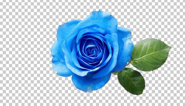 PSD la flor de la rosa azul aislada sobre un fondo transparente