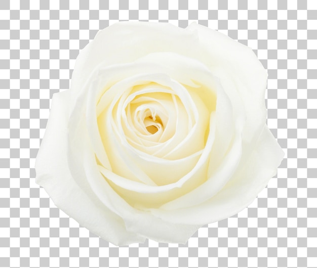 La flor de la rosa blanca