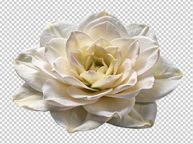 Flor de rosa blanca