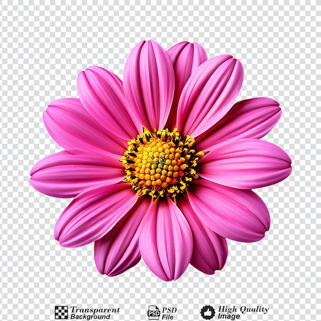 PSD una flor rosa con un centro amarillo aislado en un fondo transparente