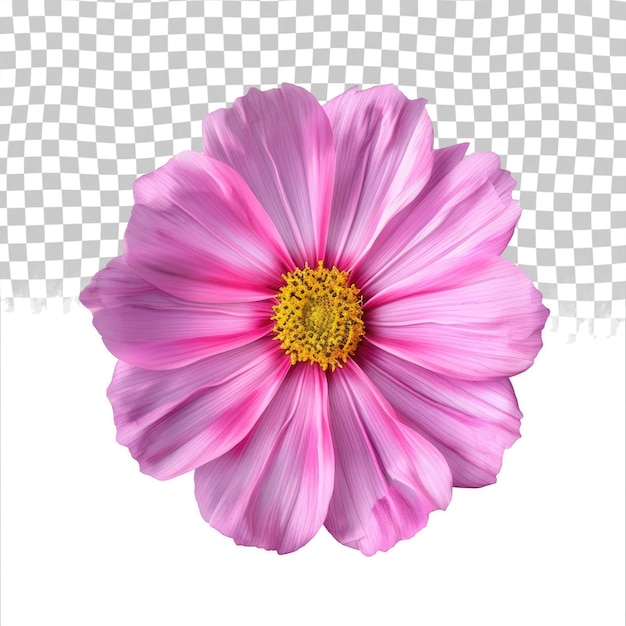 PSD una flor rosa con un centro amarillo se muestra en un fondo a cuadros