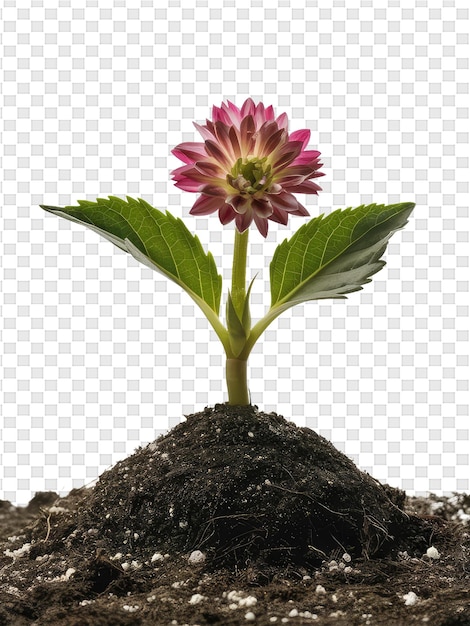 Una flor rosa está creciendo de una planta en maceta