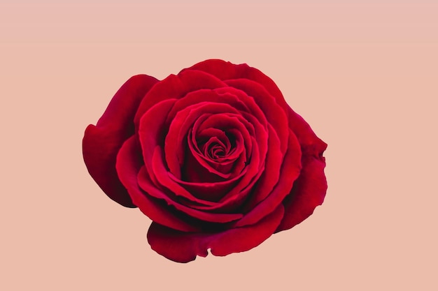 flor rosa em fundo de giz rosa