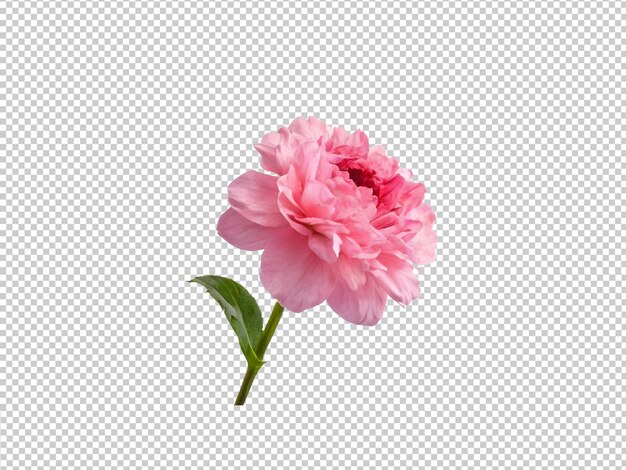 PSD flor de rosa en un fondo transparente