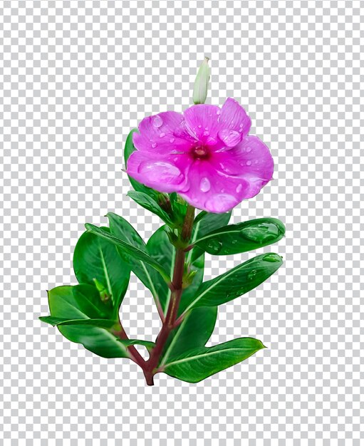 PSD flor rosa en gota de lluvia hoja verde árbol rama png botánica plantas medicinales plantas tropical floral s