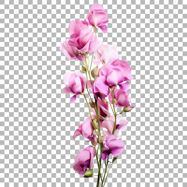 una flor rosa se muestra con un fondo blanco