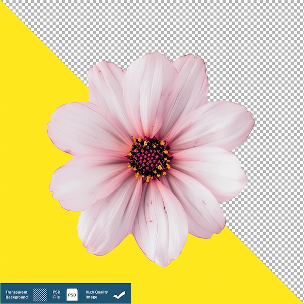 Flor rosa olho de pássaro em fundo branco png psd fundo transparente pngpsd