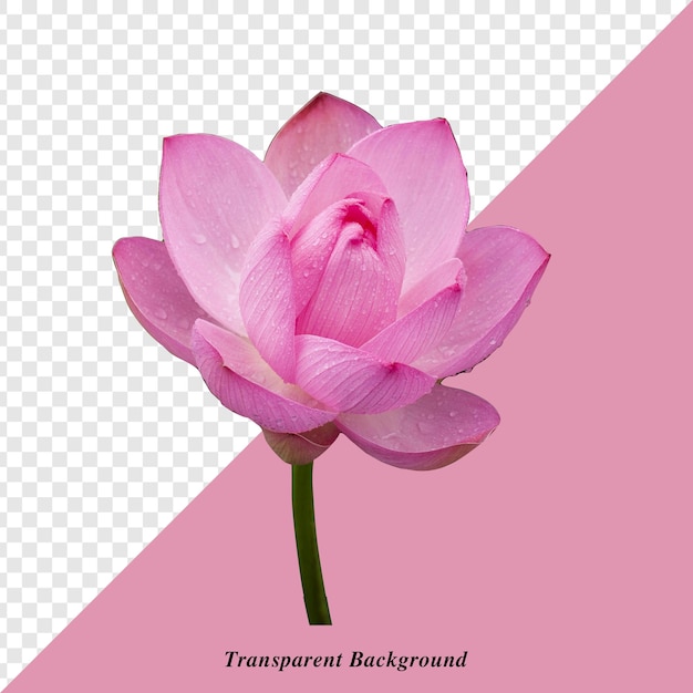 una flor rosa con las palabras contemplativa en ella