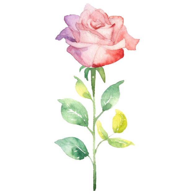 Flor de rosa pintada en acuarela elemento de diseño dibujado a mano aislado sobre un fondo transparente