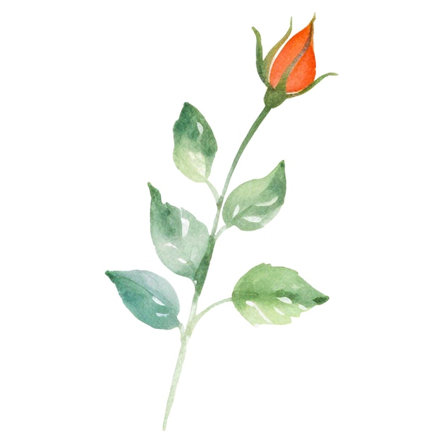 Flor de rosa pintada en acuarela Elemento de diseño dibujado a mano aislado sobre un fondo transparente