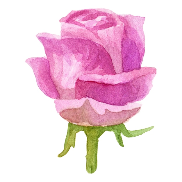 Flor de rosa pintada en acuarela Elemento de diseño dibujado a mano aislado sobre un fondo transparente