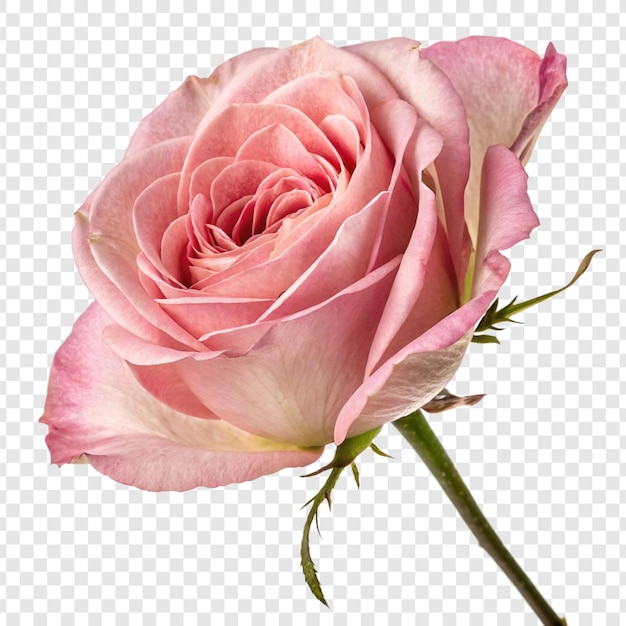 Flor de rosa png aislada en un fondo transparente