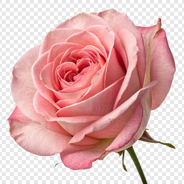 La flor de la rosa png aislada en un fondo transparente