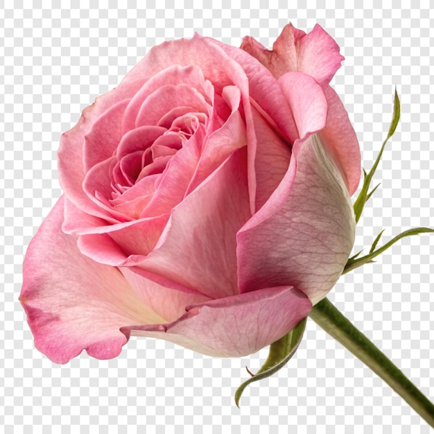 La flor de la rosa png aislada en un fondo transparente