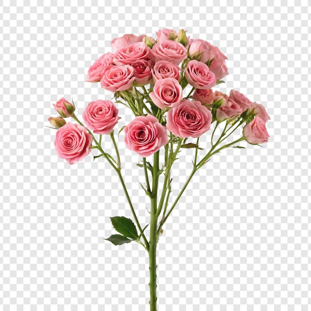 La flor de la rosa png aislada en un fondo transparente
