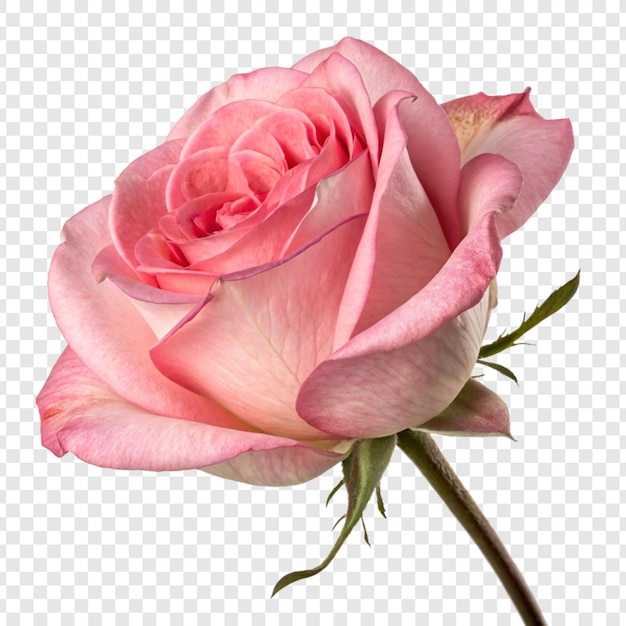 La flor de la rosa png aislada en un fondo transparente