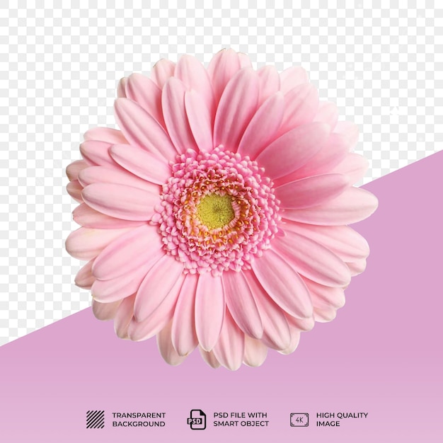 Flor rosa PSD isolada em fundo transparente