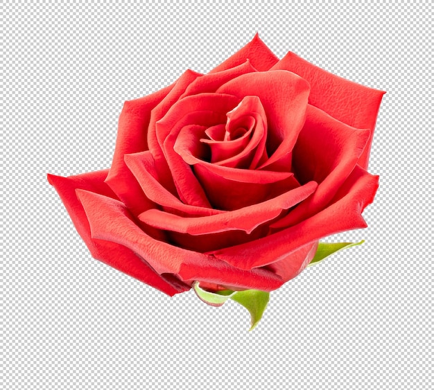 flor de rosa roja aislada para el día de San Valentín o para celebrar aniversarios de amor arreglos florales
