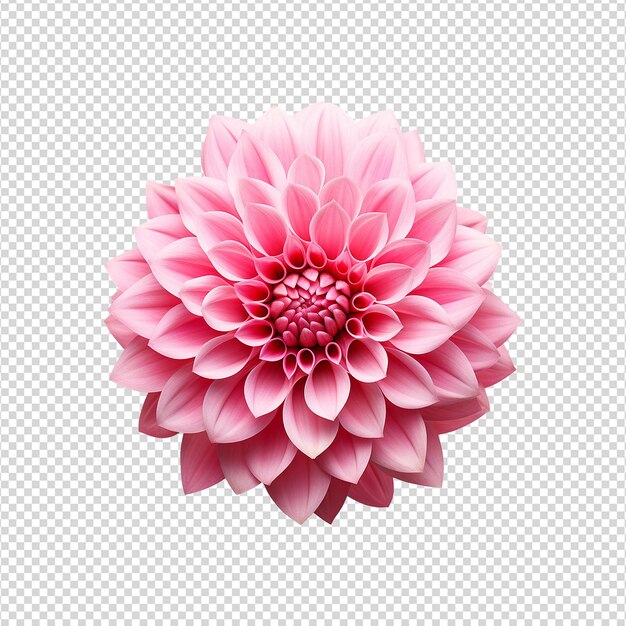 PSD flor rosada 3d aislada en un fondo transparente png