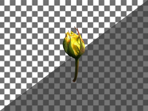 Una flor sobre un fondo blanco y negro