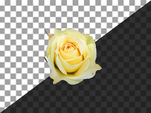 PSD una flor sobre un fondo blanco y negro