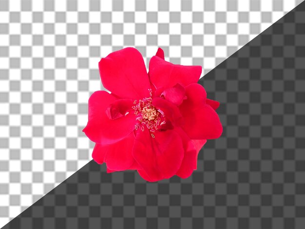 PSD una flor sobre un fondo blanco y negro