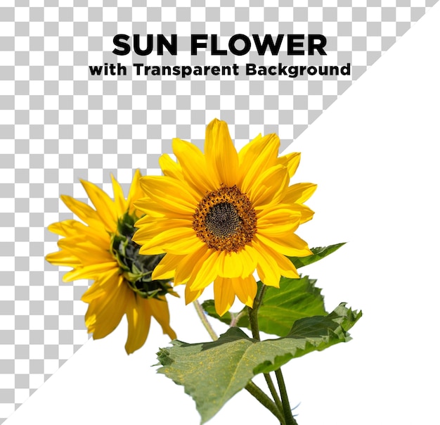 Flor de sol con tallo Foto PSD con fondo transparente