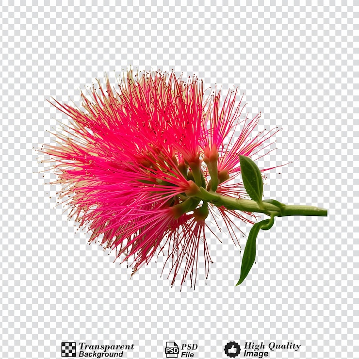 PSD la flor de spadix aislada sobre un fondo transparente