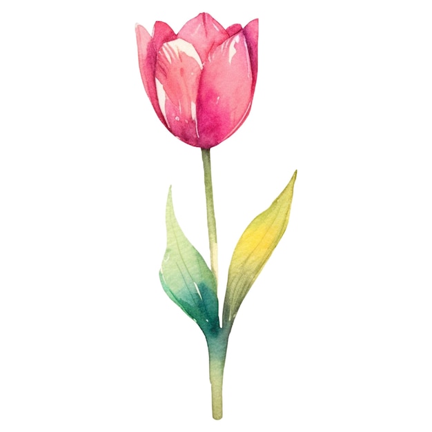 Flor de tulipán pintada en acuarela elemento de diseño dibujado a mano aislado sobre un fondo transparente