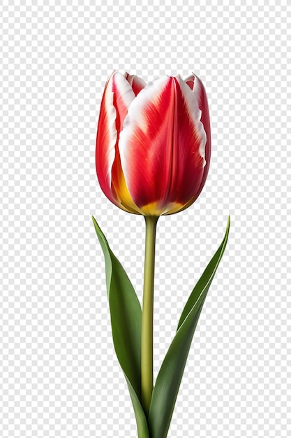 La flor del tulipán png aislada en un fondo transparente