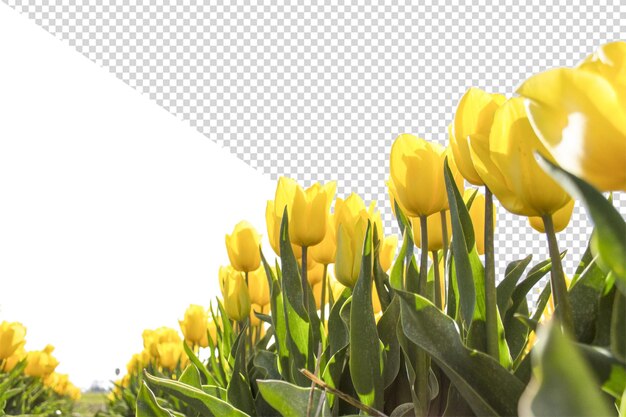 PSD flor de tulipán png