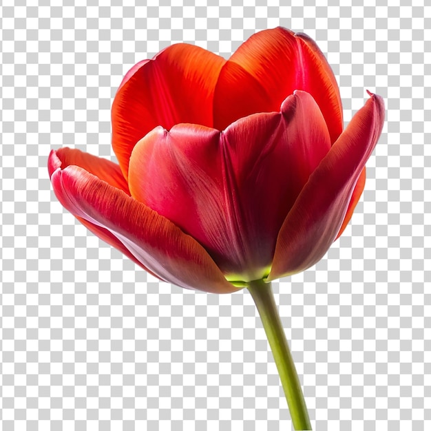 PSD la flor de tulipán rojo aislada sobre un fondo transparente