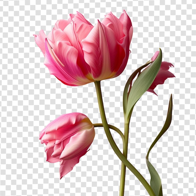 PSD flor de tulipán rosa en formato psd