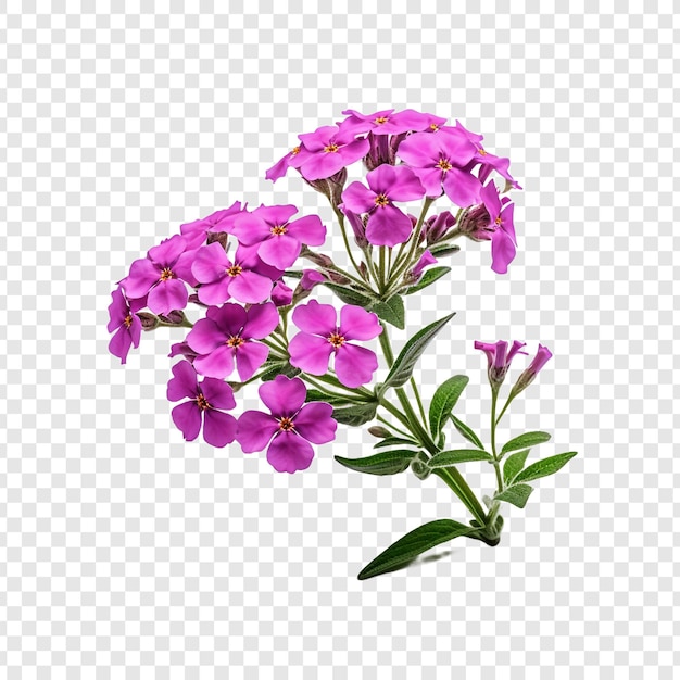 Flor de verbena aislada sobre fondo transparente