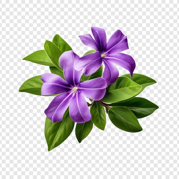 PSD flor de verbena png aislada en un fondo transparente