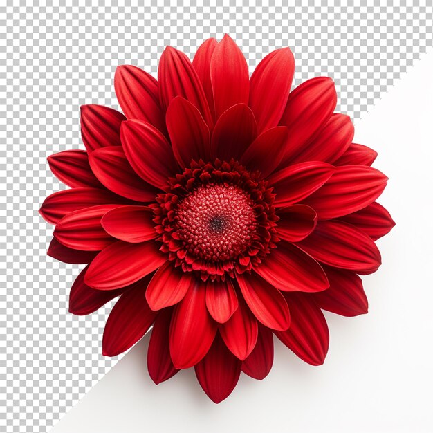 Flor vermelha isolada em fundo transparente